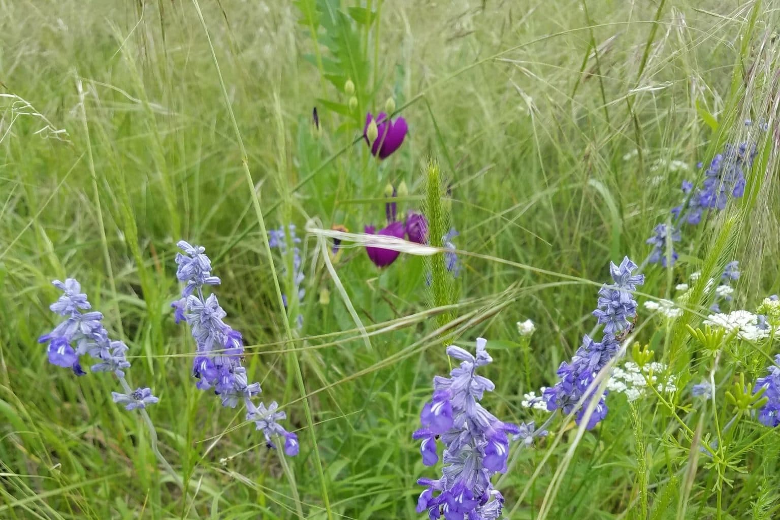 Blue mealy sage spikes in a grassy meadow