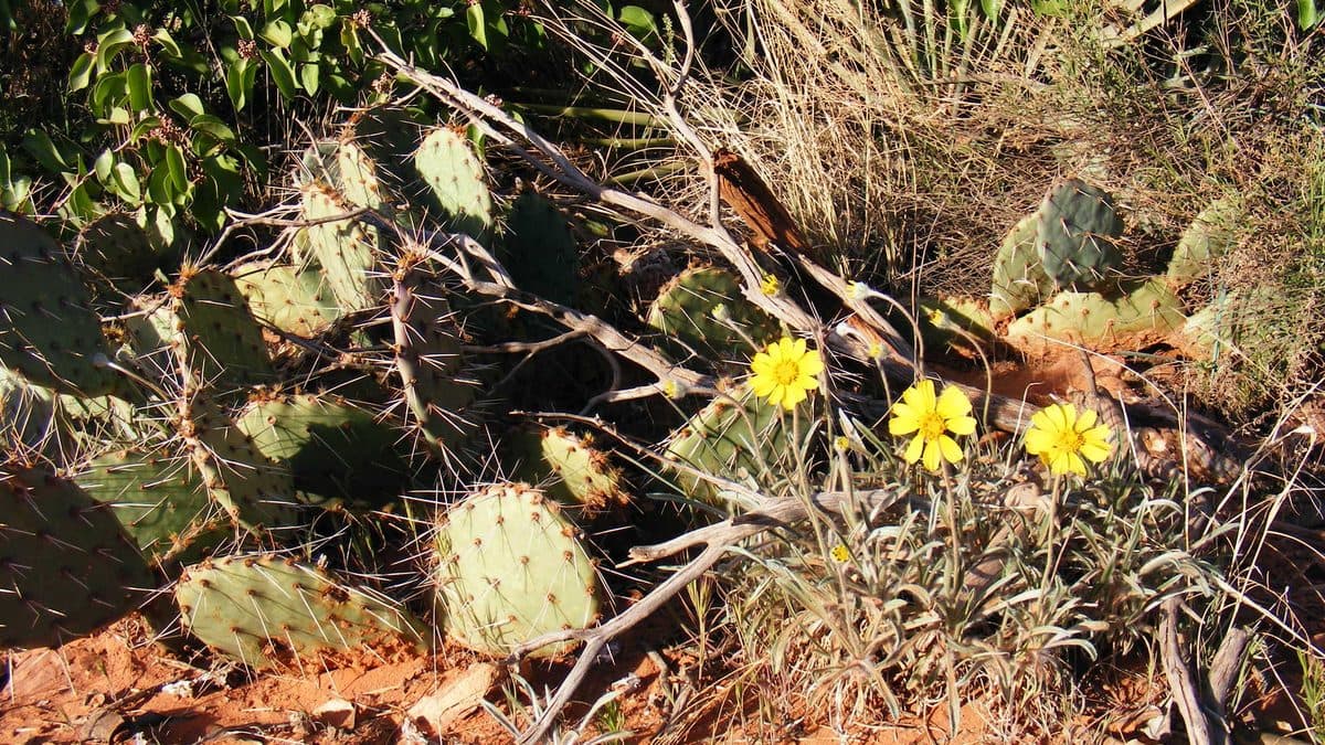 Yellow angelita daisies on bare stems growing beside a prickly pear cactus on dry ground