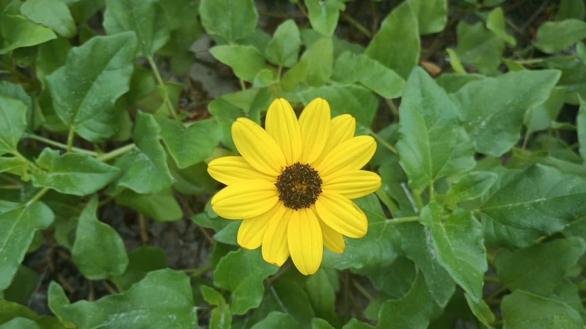A single yellow beach sunflower with a dark center over coarse green leaves