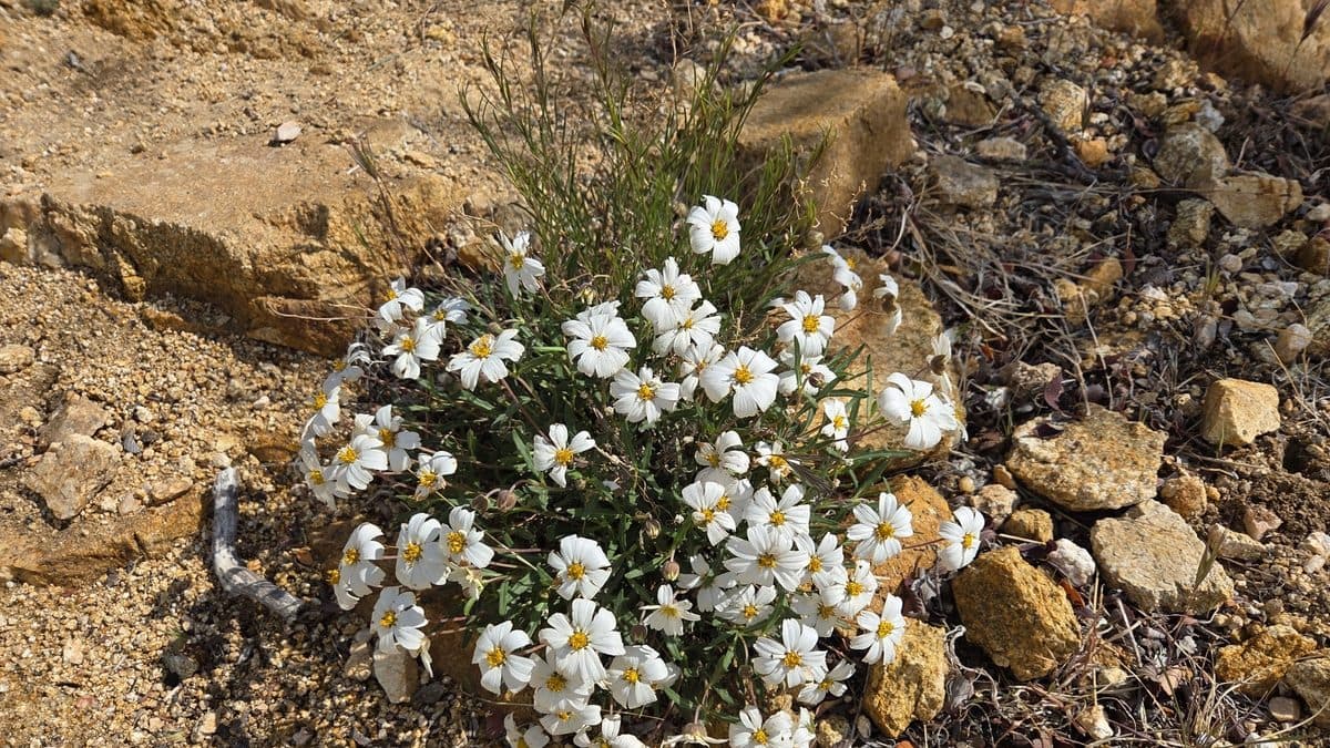 A mound of white blackfoot daisies with yellow centers growing on rocky ground