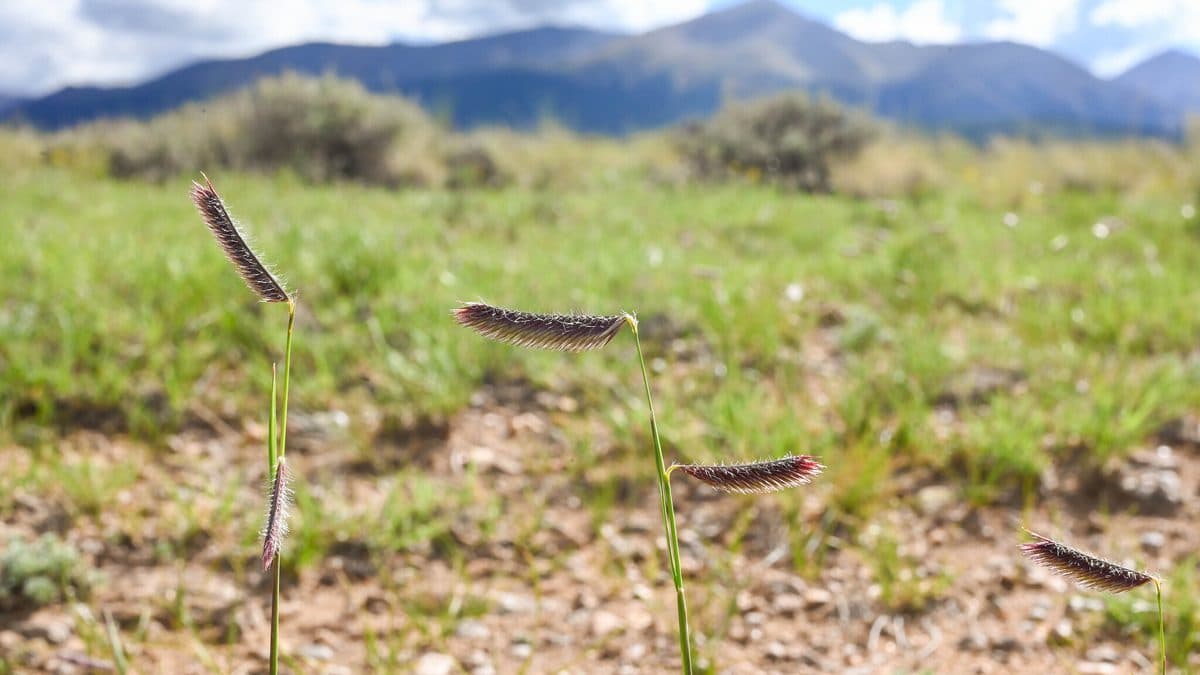 Blue grama seedheads shaped like eyelashes on thin stems above short green grass, with mountains in the distance