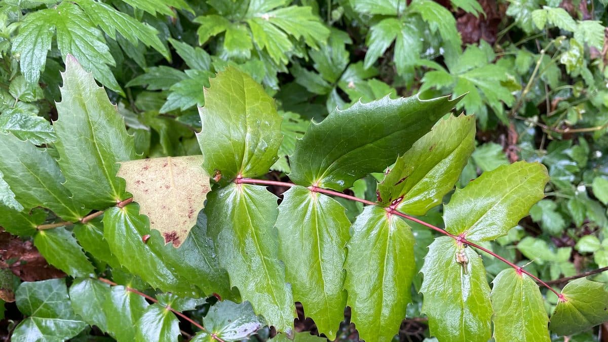 Glossy holly-shaped dwarf Oregon grape leaflets on a red stem