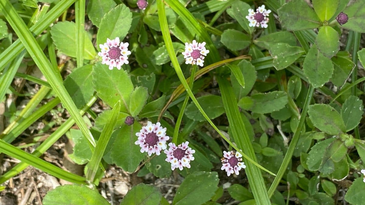 Small white frogfruit flowers with purple centers scattered over a low green mat