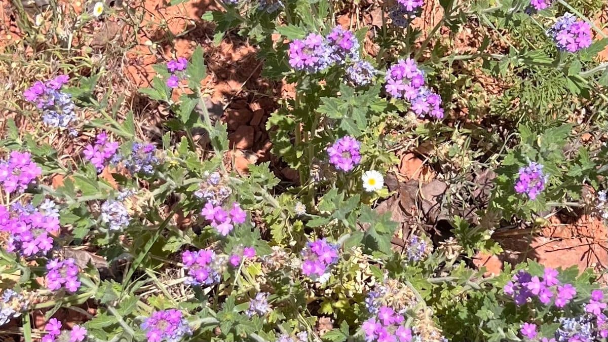 Purple Goodding's verbena flower clusters over cut gray-green leaves on red ground