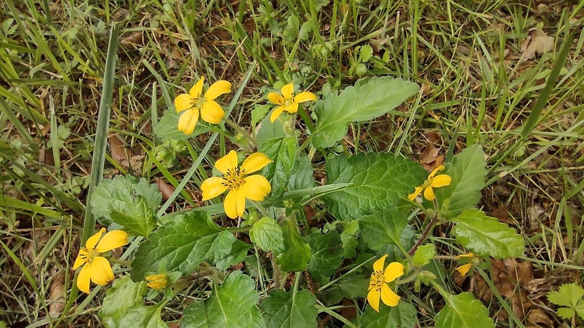 Yellow five-petaled green and gold flowers across a mat of rough green leaves