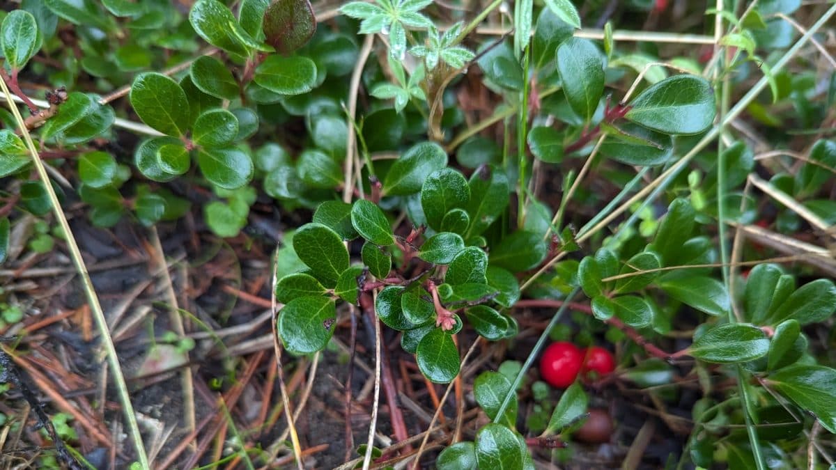Glossy evergreen kinnikinnick leaves with bright red berries on a trailing stem