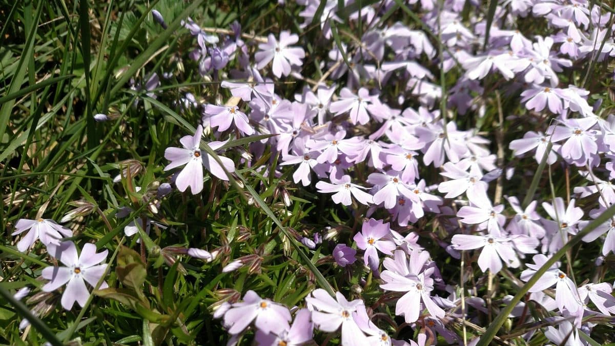 A dense carpet of pale pink moss phlox flowers over needle-like green leaves