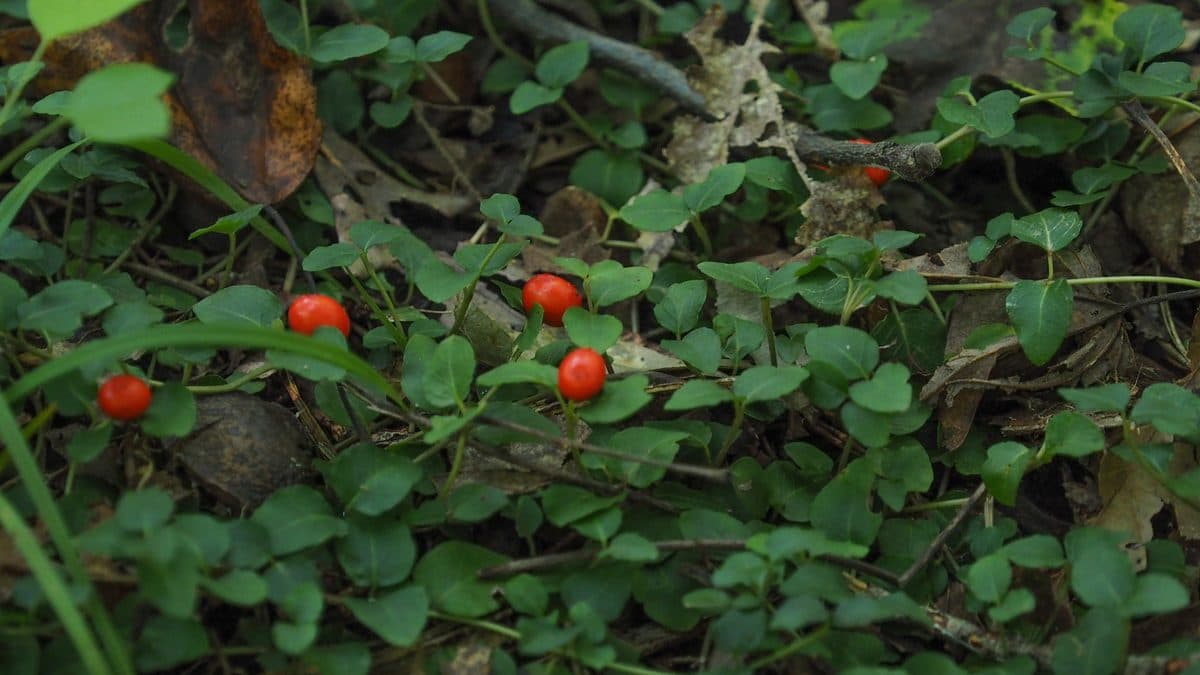 Small paired round partridgeberry leaves with bright red berries hugging the ground