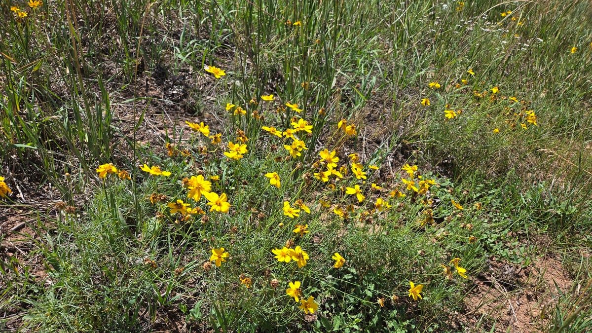 Yellow prairie zinnia flowers scattered across a low mat of fine leaves on dry ground