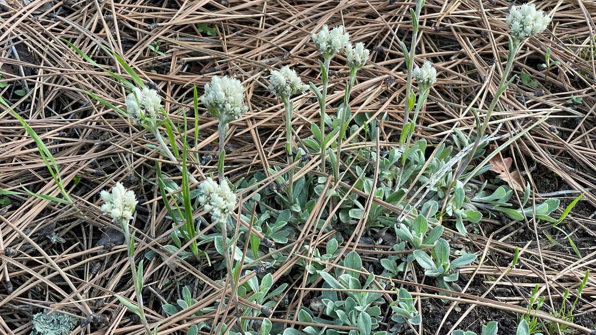 A low mat of silver-gray pussytoes leaves with white tufted flowers on short stems among dry grass