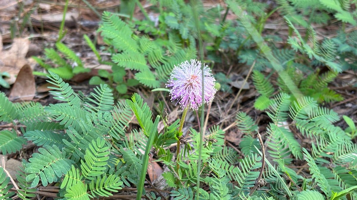 A mat of ferny sunshine mimosa leaflets with one pink powder-puff flower and dry leaves scattered across it
