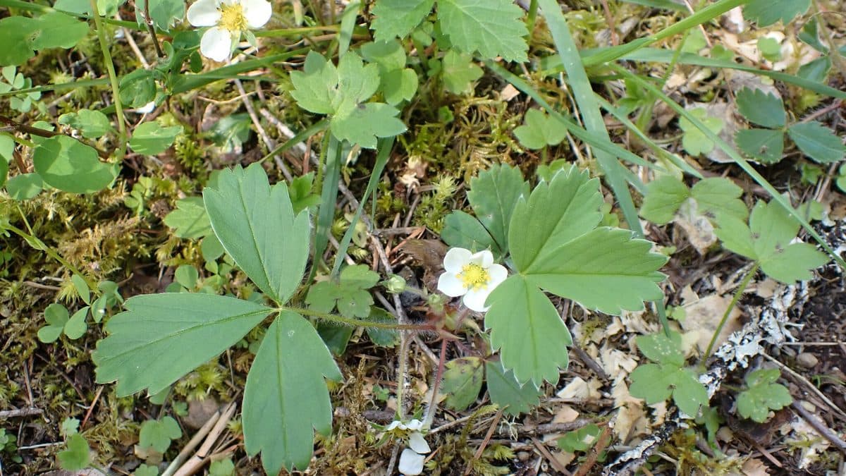 A wild strawberry plant with three-part leaves and one white flower growing in moss and leaf litter