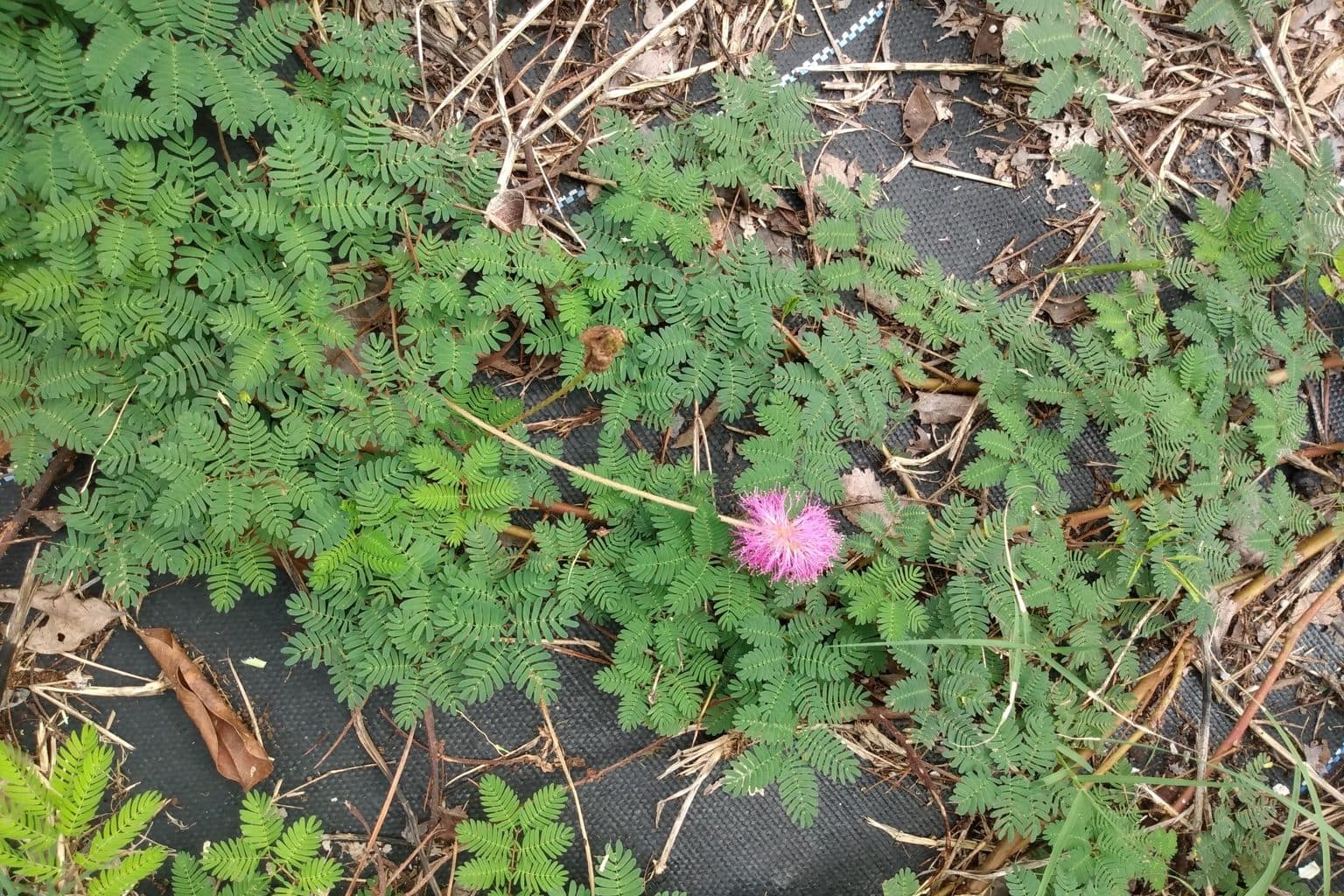 A mat of ferny sunshine mimosa leaflets with one pink powder-puff flower spreading over landscape fabric and dry leaves