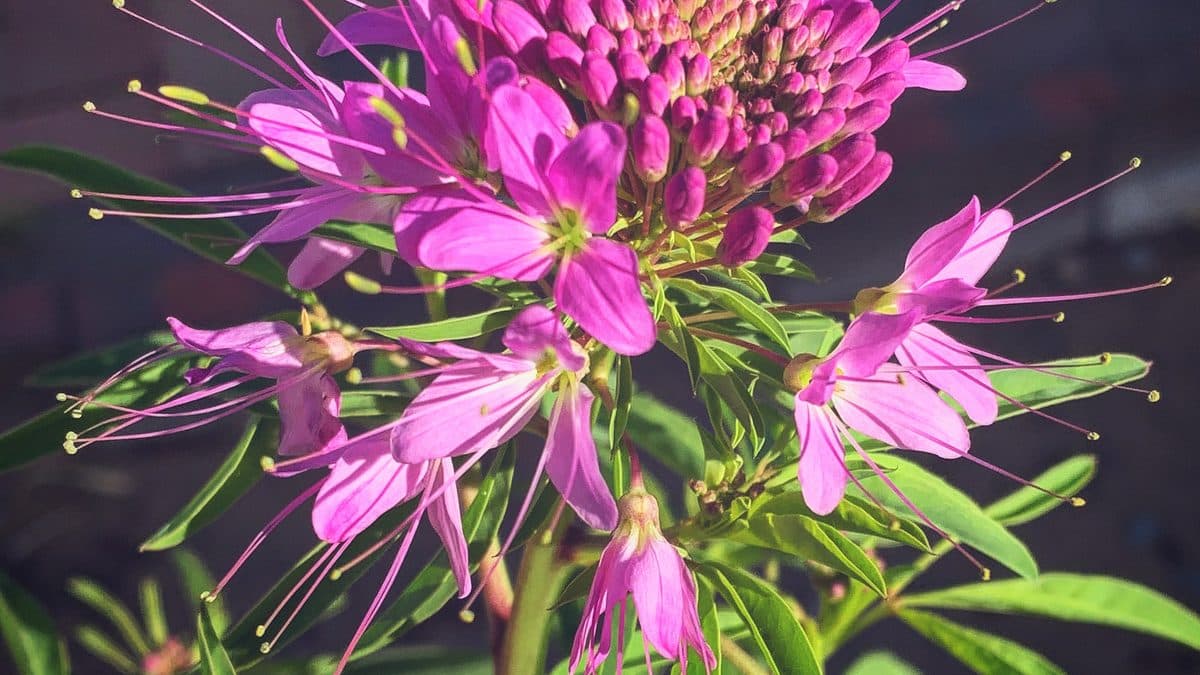 Pink Rocky Mountain bee plant flowers with long stamens