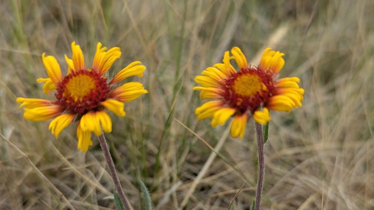 Two red and yellow blanketflower blooms above dry grass