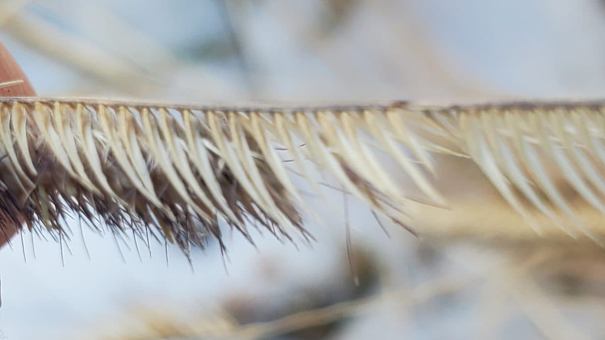 A close-up of a blue grama seed head