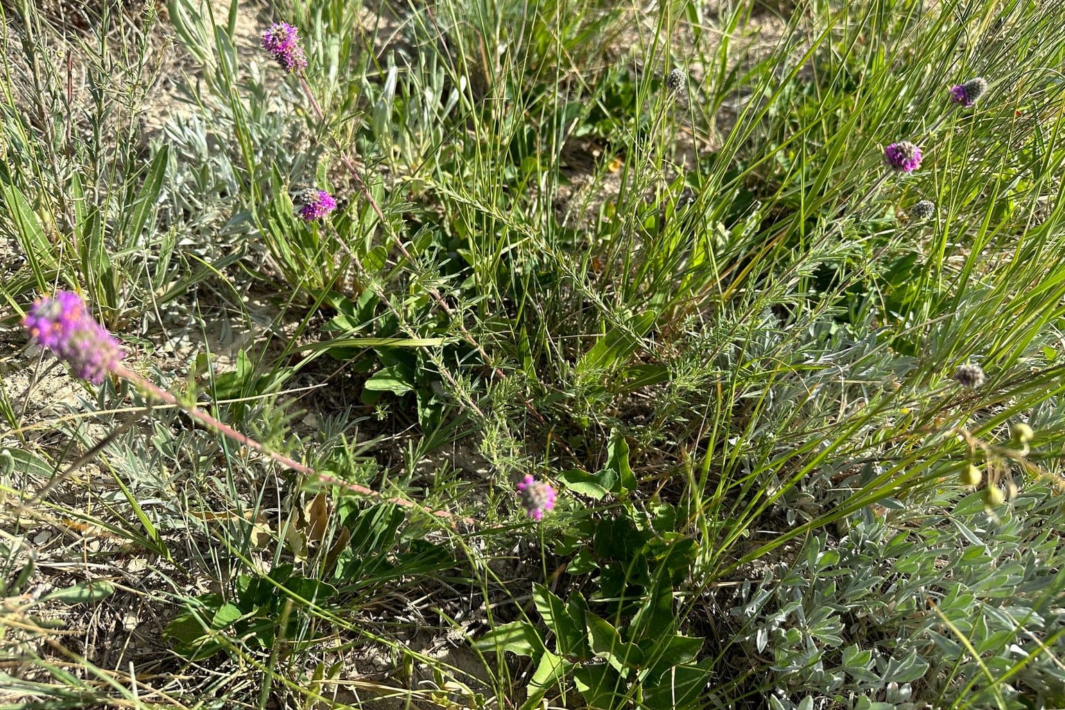 Purple prairie clover flower heads among dry grasses