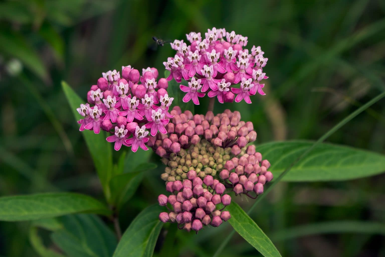Clusters of pink swamp milkweed flowers and seed pods, a native plant commonly recommended for Minnesota rain gardens.