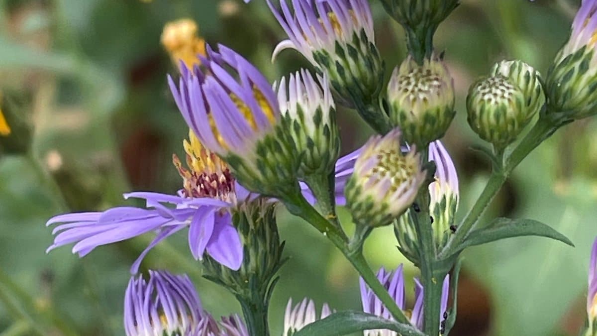 Violet smooth aster flowers with yellow centers open beside several tight green buds on the same stem