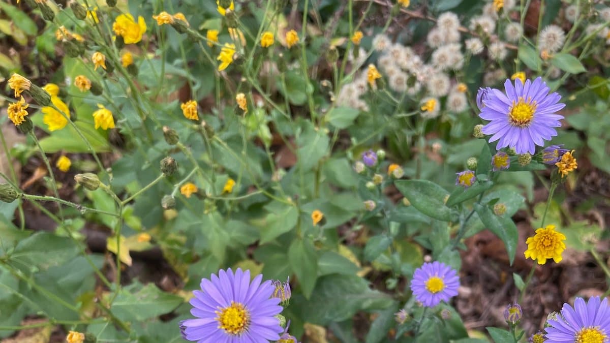 A patch of violet asters flowering among yellow daisy like flowers and browned spent seed heads