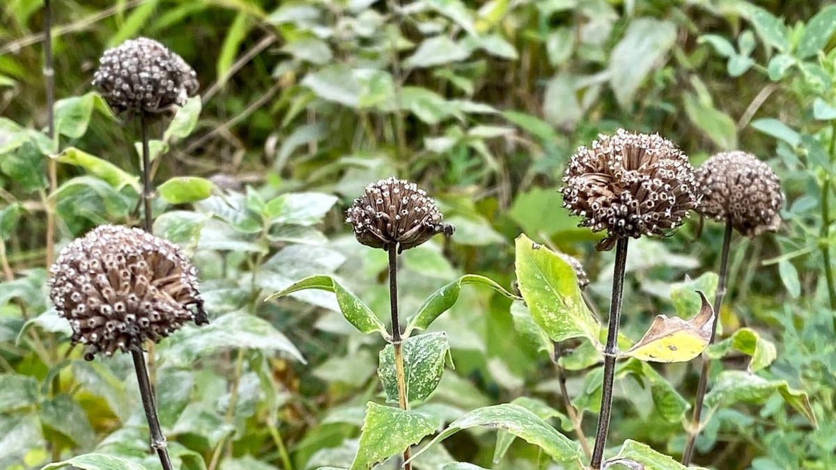 Dark round seed heads of wild bergamot standing on bare upright stems above green leaves