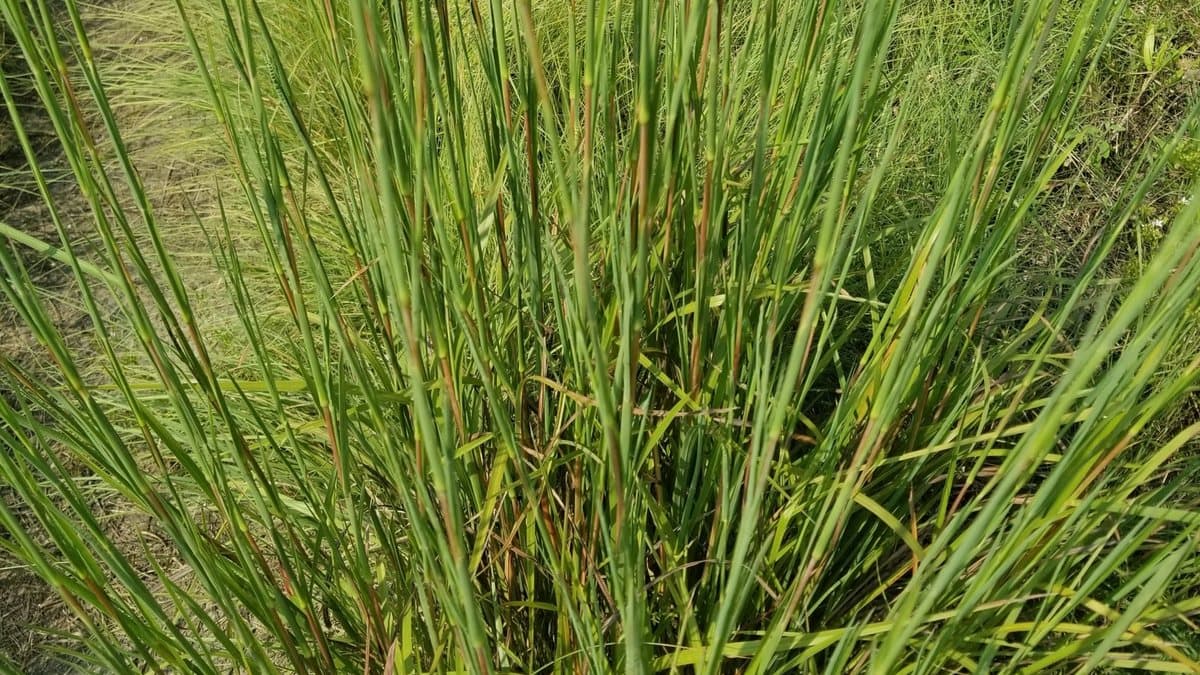 A wild clump of little bluestem with green blades and reddish stem bases, growing in an open grassy field
