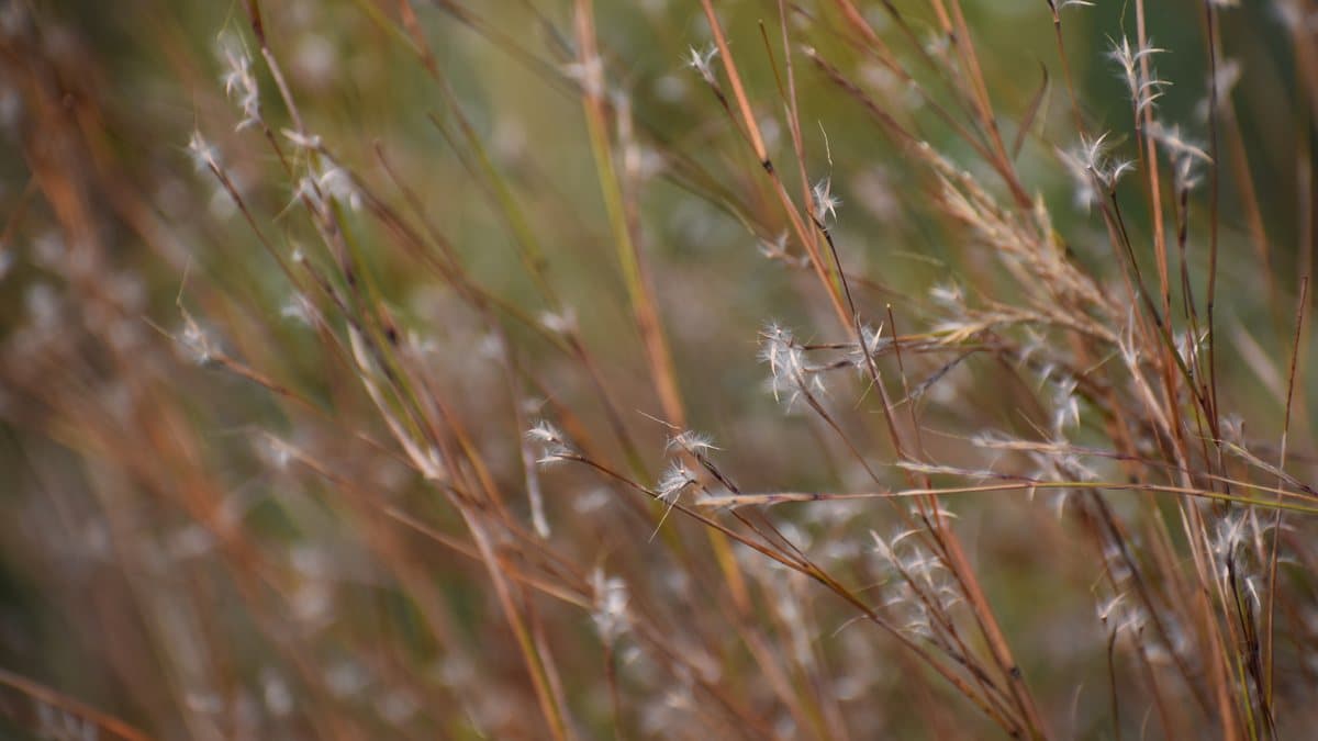 Close view of little bluestem stems turned reddish brown, carrying tufts of pale silvery seed that catch the light