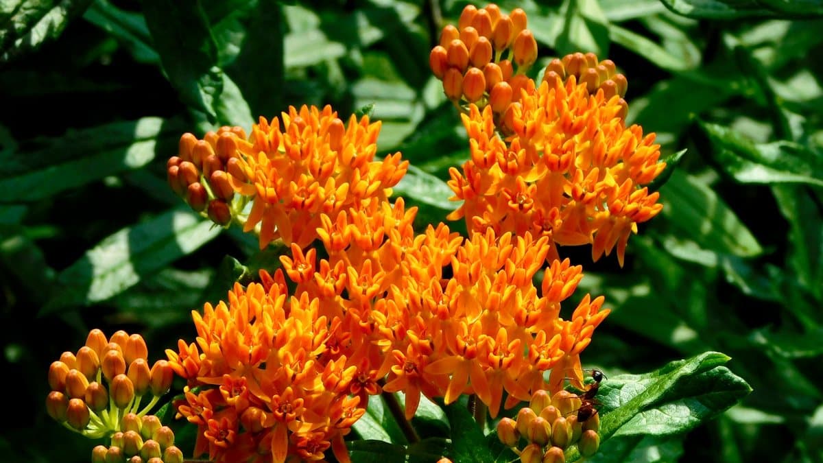 Dense clusters of bright orange butterfly weed flowers with unopened buds and dark green leaves