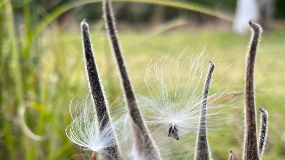 Several slender butterfly weed seed pods standing upright and split open, with white silky floss spilling out of them above mown grass