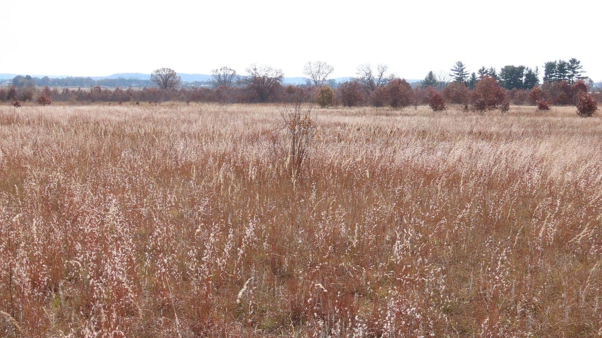 A wide open field of tan and rust colored dormant grasses under a pale white sky, with a low line of bare trees along the horizon