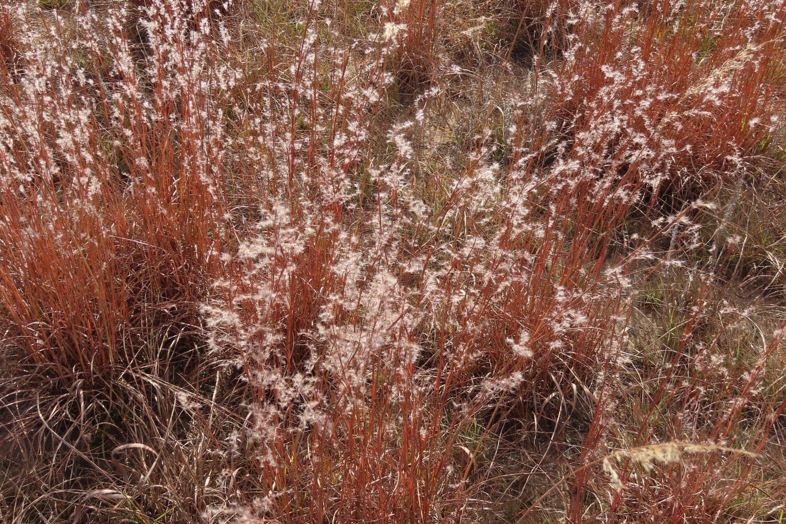 A dense stand of little bluestem grass in coppery red fall color, the stems topped with silvery white seed tufts