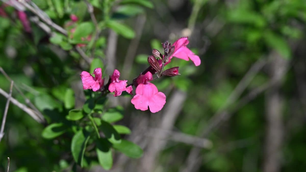 Autumn sage in bloom
