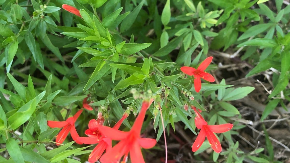 Flame acanthus with orange-red tubular flowers