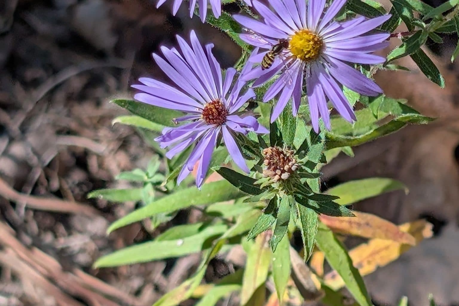 Two purple aromatic aster flowers