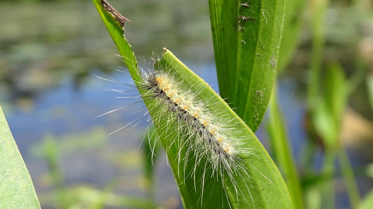 A pale, long-haired fall webworm caterpillar resting on a green leaf