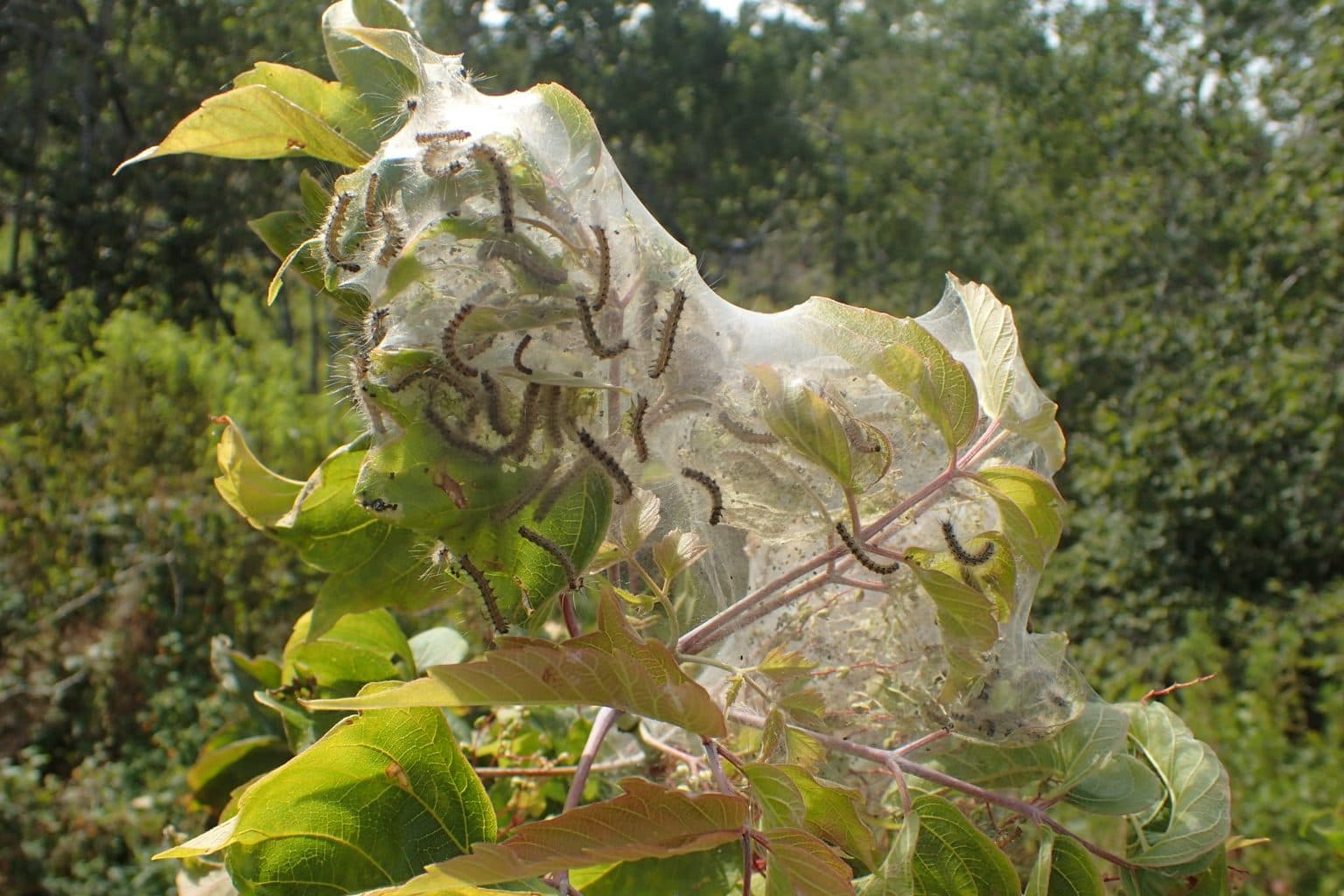 A fall webworm web wrapping the leaves at the end of a tree branch, with caterpillars visible inside