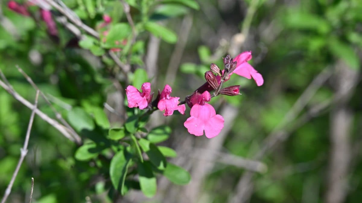 A rounded autumn sage shrub in bloom