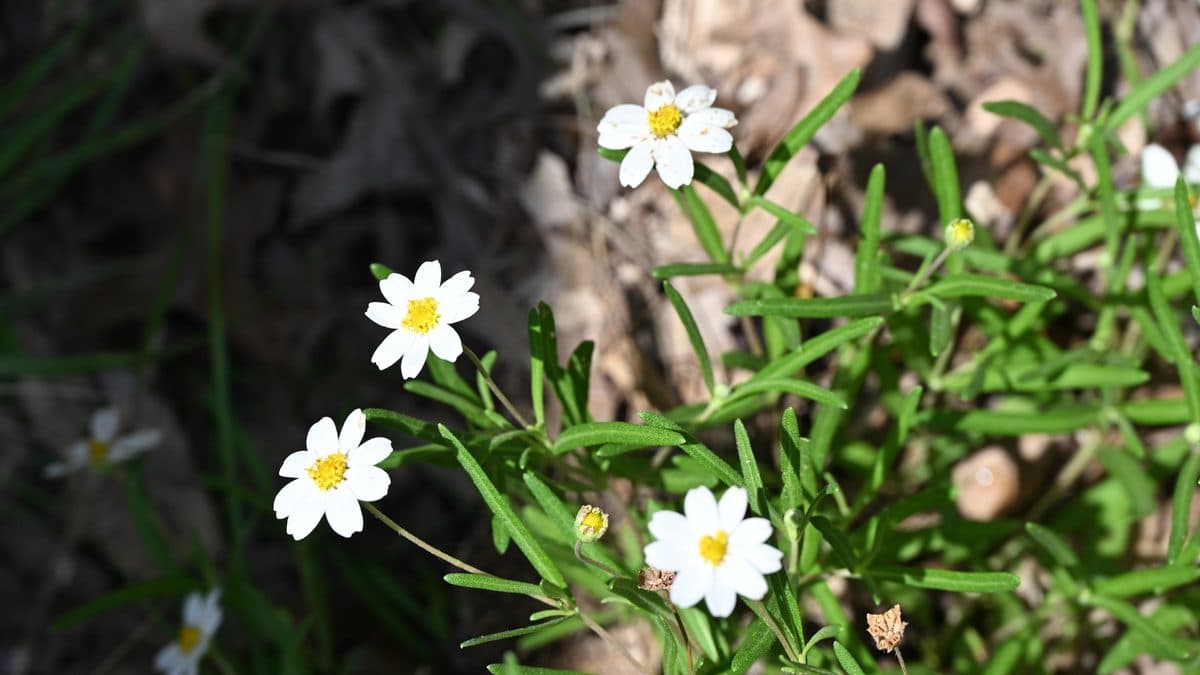 A low mound of white blackfoot daisy flowers