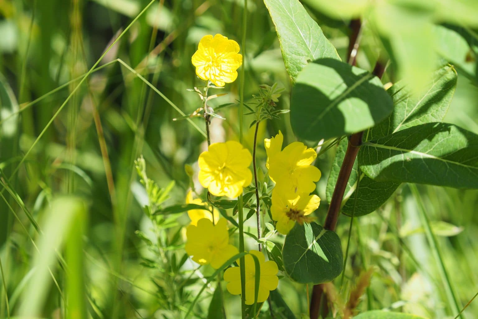 Yellow narrowleaf sundrops flowers