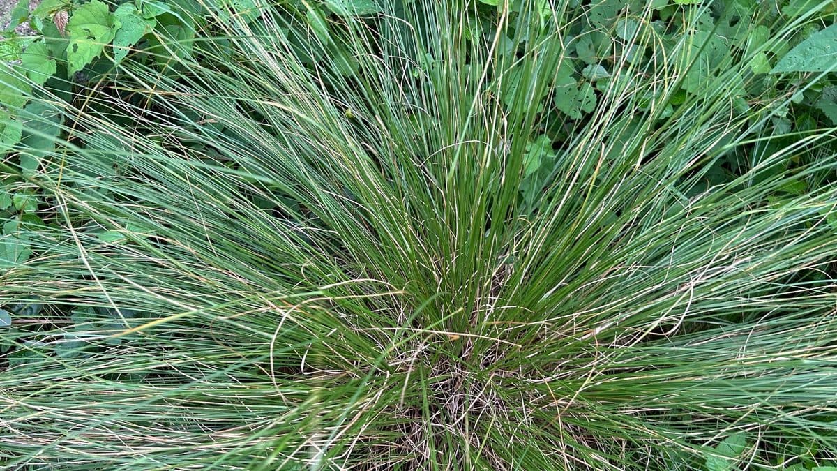 A fine-textured clump of prairie dropseed