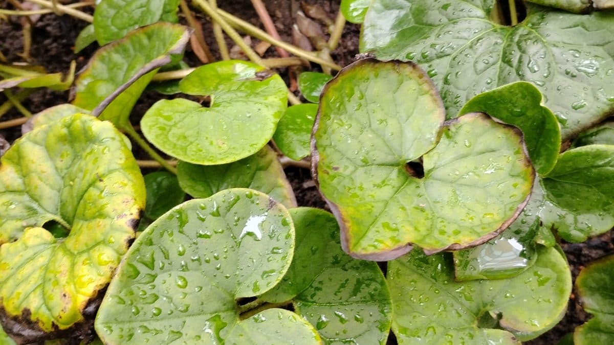 Wild ginger with heart-shaped leaves
