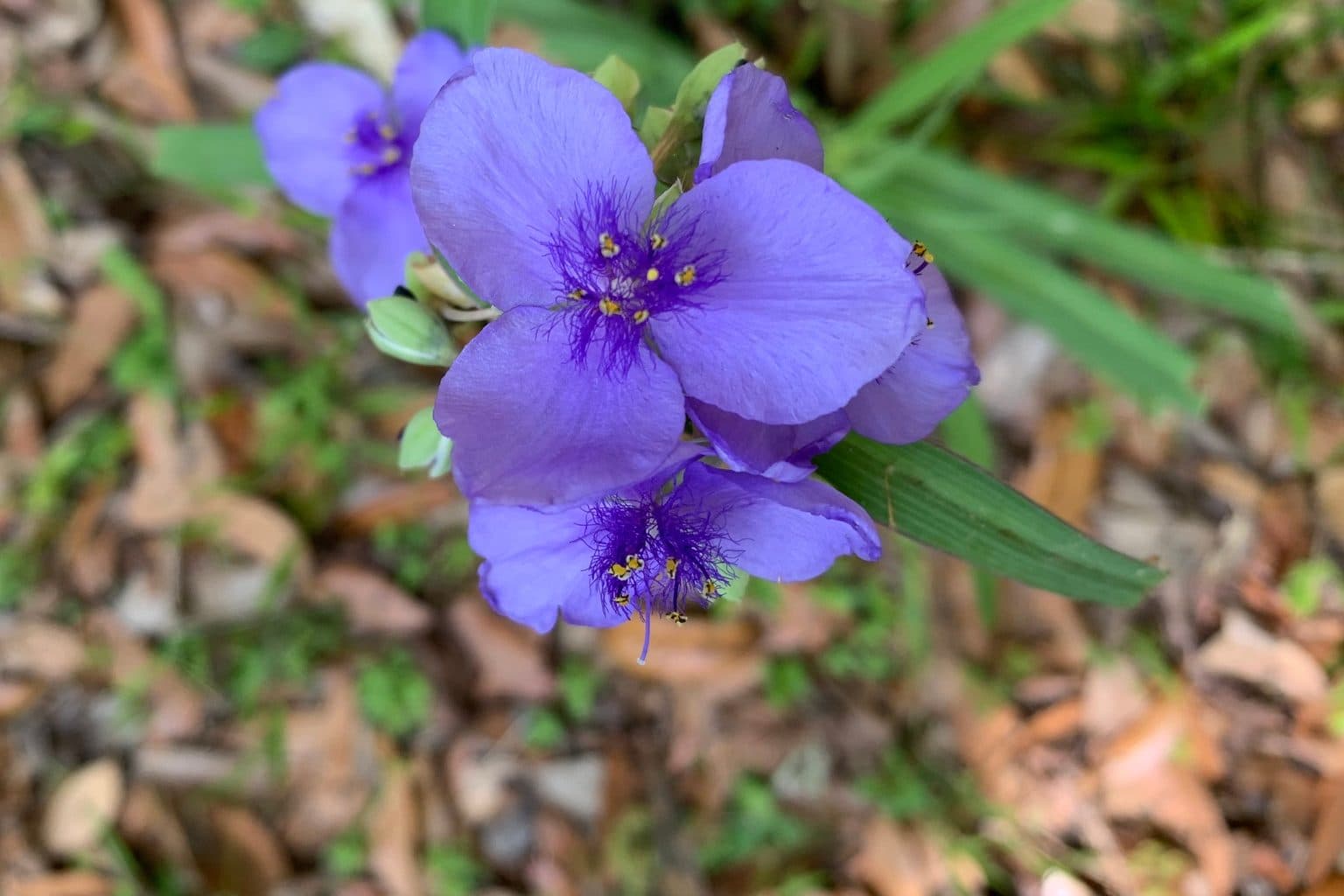 Blue-purple Ohio spiderwort flowers
