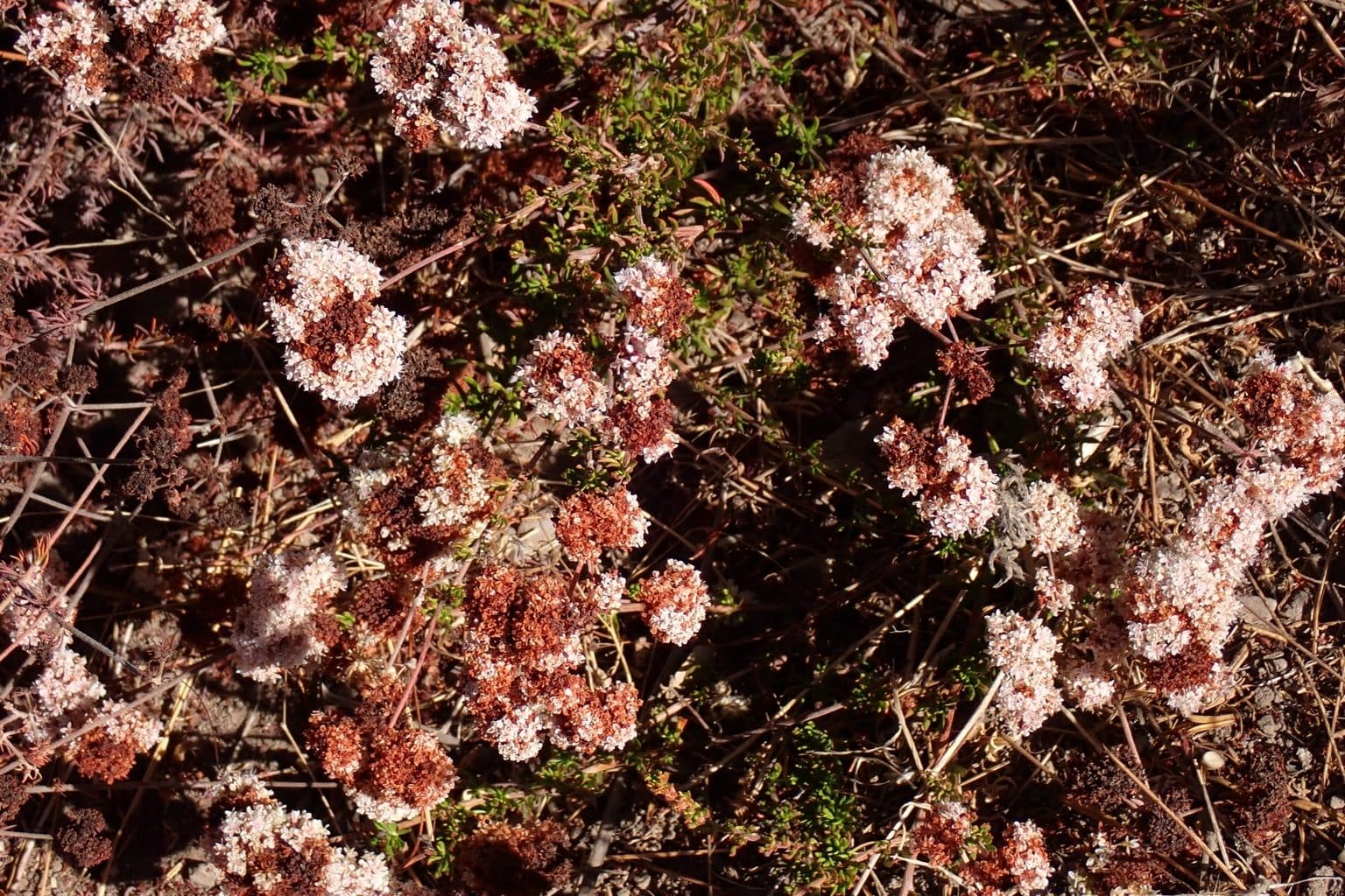 Pale pink and white California buckwheat flower clusters, some turning rust colored, over dark twiggy stems