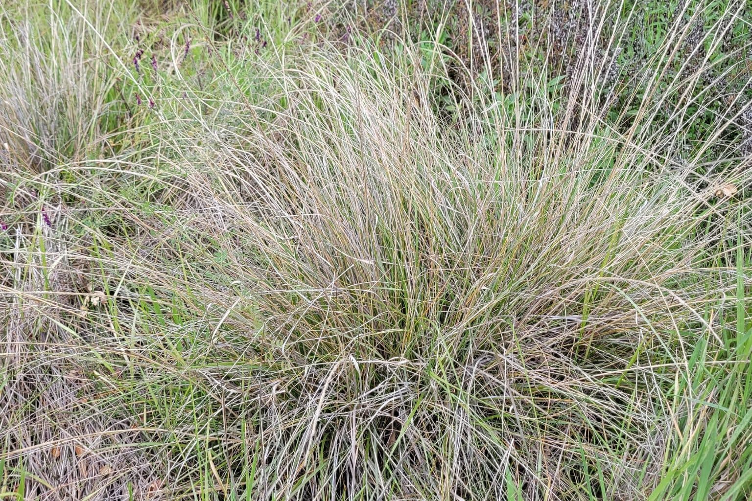 A large, loose clump of deergrass with fine gray-green leaves and thin flower spikes, growing among other grasses