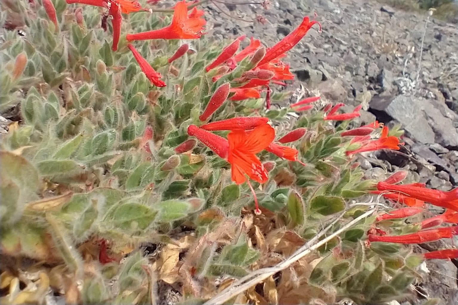 Red-orange tubular California fuchsia flowers over fuzzy gray-green leaves beside gray rock