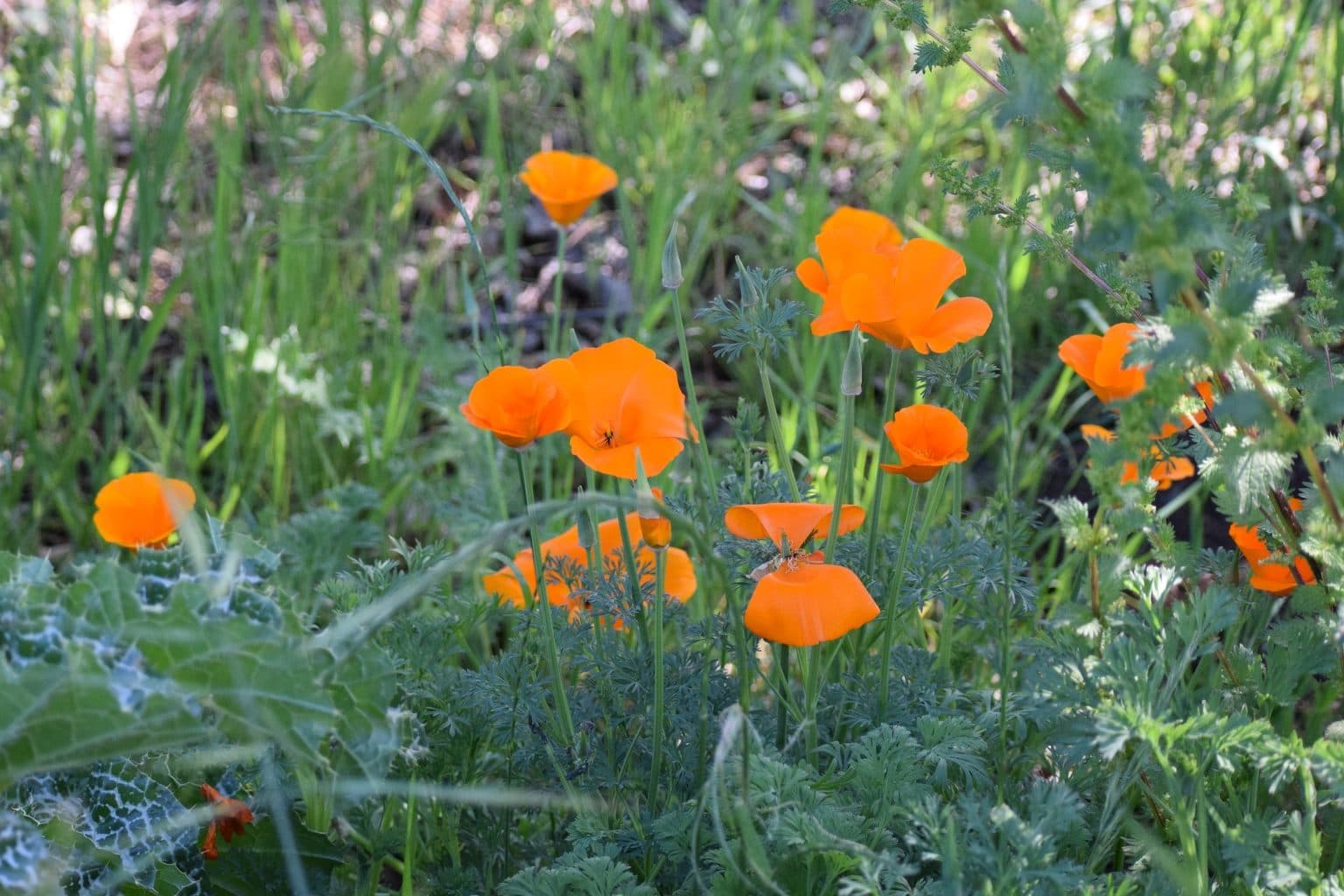 Orange California poppies on slender stems above feathery blue-green leaves, mixed in with grasses