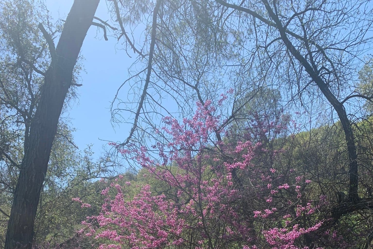 A western redbud covered in magenta flowers under taller bare trees on a sunny hillside