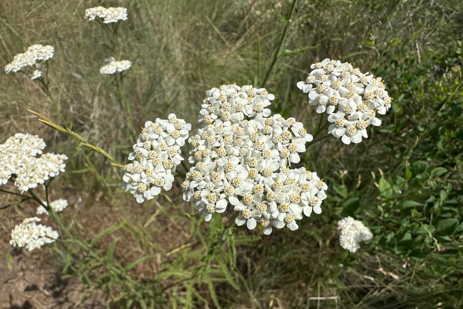 Several flat clusters of small white yarrow flowers held on upright stems above grass