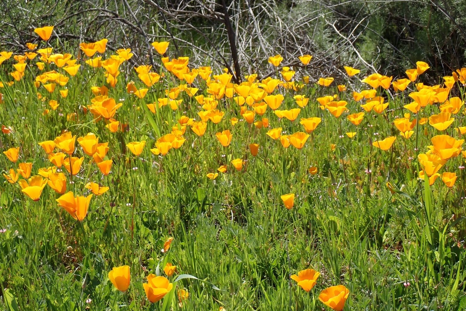 A dense patch of orange California poppies in bloom among green grass and leaves on a sunny slope