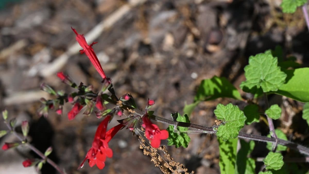 Red cedar sage flowers in a shaded bed